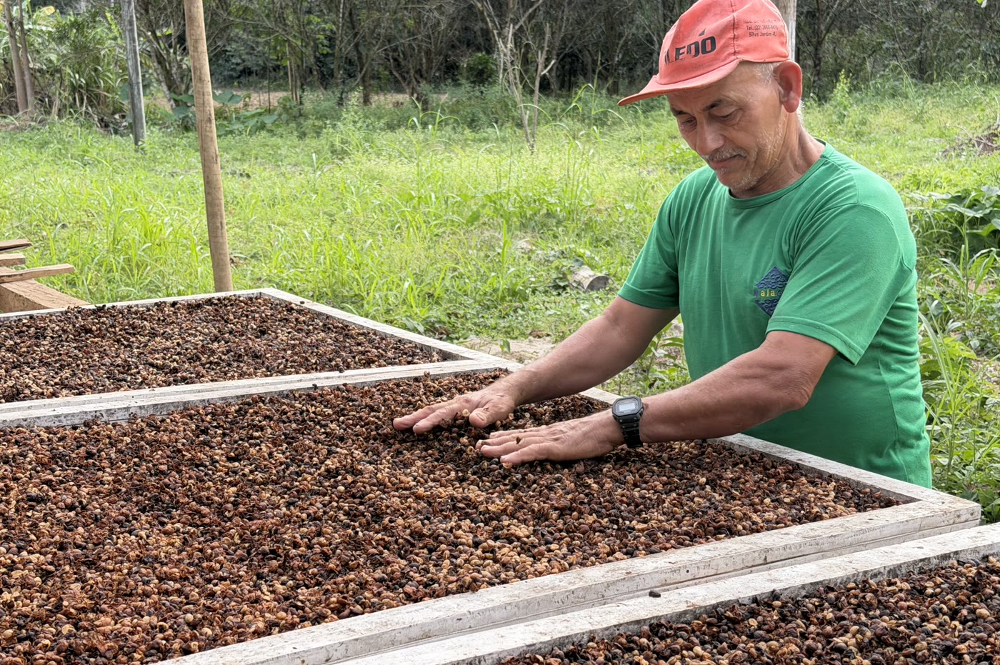 Mãos espalhando os grãos de café sobre o leito de secagem, com o mato verde e as árvores da fazenda ao fundo