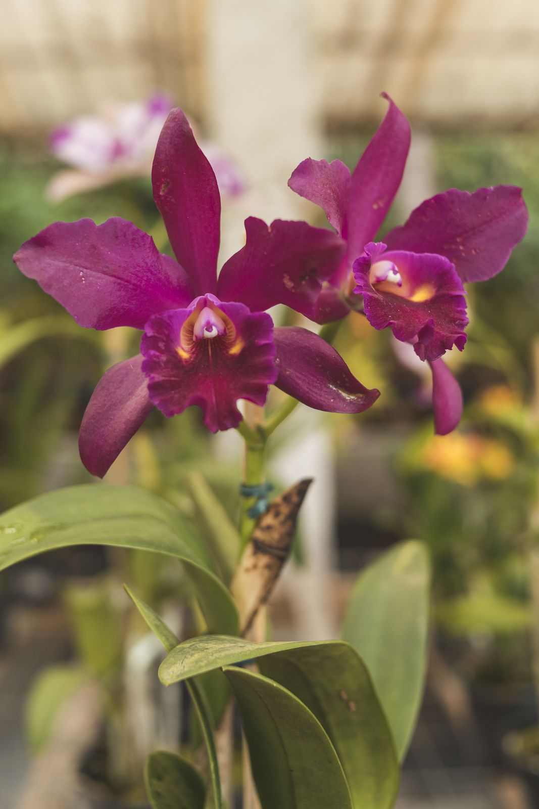 Orquídea rosa-magenta em flor na Fazenda dos Cordeiros