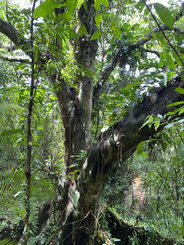 Tronco grosso de uma figueira centenária, com um galho largo atravessando o quadro coberto de musgo, epífitas e raízes aéreas, dentro da mata fechada